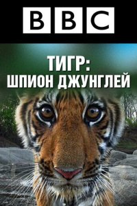  BBC: Тигр — Шпион джунглей  постер